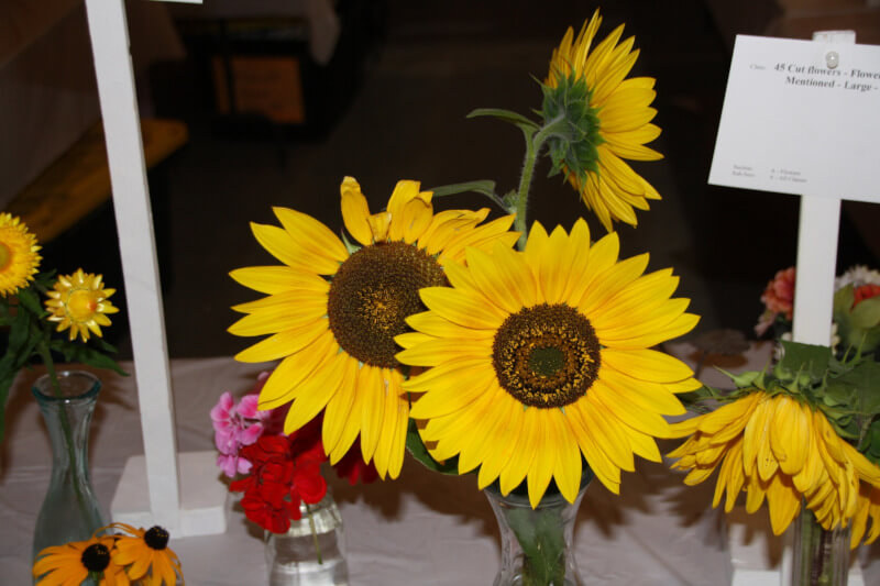 Floral at Fall Fair